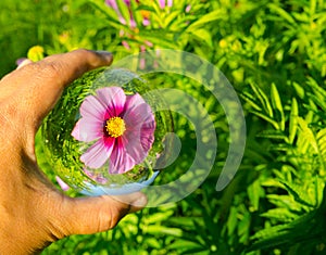 Beautiful pink-purple Cosmos bipinnatus flower photography at a botanical garden in clear crystal glass ball.