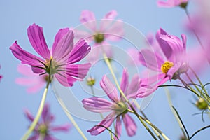 Beautiful pink or purple cosmos Cosmos Bipinnatus flowers garden in soft focus at the park with blurred cosmos flower on blue sk