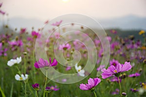 Beautiful pink or purple cosmos Cosmos Bipinnatus flowers garden in soft focus at the park with blurred mountain cosmos and sky