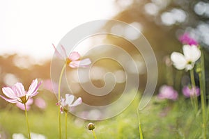 Beautiful pink or purple cosmos Cosmos Bipinnatus flowers in soft focus at the park with blurred cosmos flower with sun light