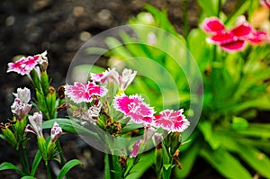 Beautiful pink-purple Dianthus barbatus Sweet William flowers in a spring season at a botanical garden.