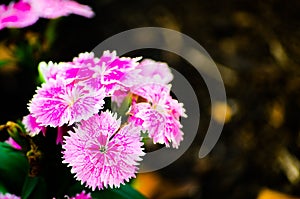 Beautiful pink-purple Dianthus barbatus Sweet William flowers in a spring season at a botanical garden.