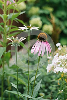 Beautiful pink and purple Echinacea flower and white daisies bloom in the garden in summer. Selective focus