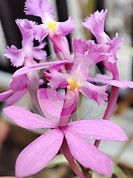 Beautiful pink purple epidendrum orchid flower photo