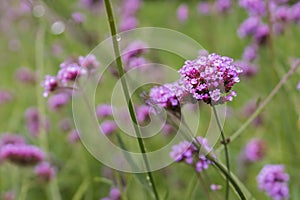 Beautiful pink and purple flower in garden