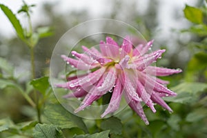 Beautiful pink and purple flower in garden