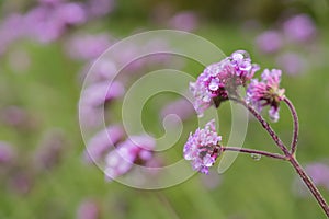 Beautiful pink and purple flower in garden