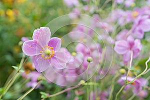 Beautiful pink and purple flower in garden