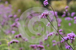 Beautiful pink and purple flower in garden