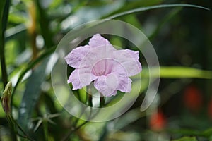 A beautiful pink purple flower Ruellia simplex