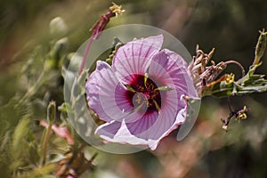 Beautiful pink and purple flower wallpaper photo