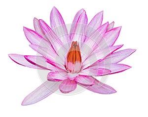 Beautiful pink purple flower of water lily or lotus flower Nymphaea isolated on white background. Water plant colorful nature