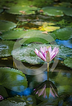 Beautiful pink purple flower of water lily or lotus flower Nymphaea in old verdurous pond. Big leaves of waterlily cover water
