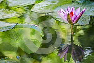 Beautiful pink purple flower of water lily or lotus flower Nymphaea in old verdurous pond. Big leaves of waterlily cover water