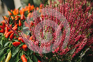 Beautiful pink and purple flowers knospenheide and calluna vulgaris and capsicum also called decorative peppers in