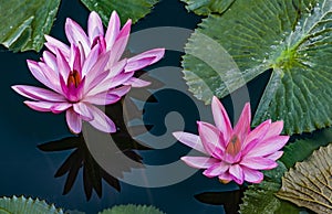 Beautiful pink purple flowers of water lily or lotus flower Nymphaea in old verdurous pond. Big leaves of waterlily cover water