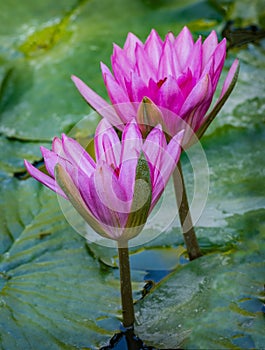 Beautiful pink purple flowers of water lily or lotus flower Nymphaea in old verdurous pond. Big leaves of waterlily cover water