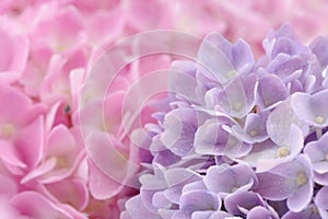 Beautiful Pink and Purple Hydrangea Flowers with Water Drops