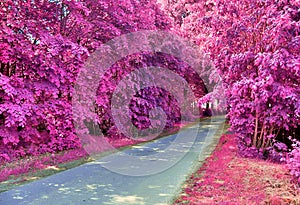 Beautiful pink and purple infrared shots of country landscapes in europe