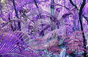 Beautiful pink and purple infrared shots of tropical palm trees on the Seychelles