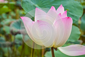 Beautiful pink purple lotus blossoms in a water pot in a Thai public park 1ai parkpurple