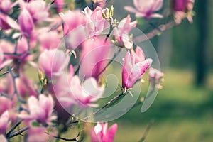 Beautiful  Pink Purple Magnolia Tree In Spring, close up