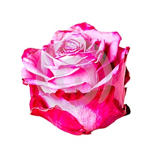 Beautiful pink purple rose bud isolated on white background