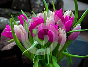 Beautiful pink and purple tulips bouquet flowers