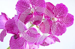 Beautiful pink-purple vanda orchid flower bouquet isolated on white background.