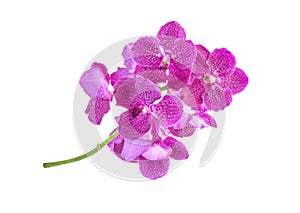 Beautiful pink-purple vanda orchid flower bouquet isolated on white with clipping path.