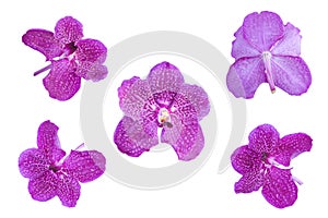 Beautiful pink-purple vanda orchid flower Set of pink-purple vanda orchid flowers isolated on white background with clipping path.