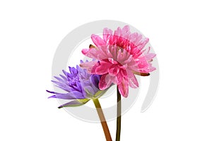 beautiful pink and purple waterlily flowers isolated on white background