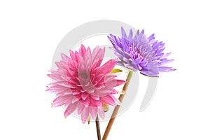 beautiful pink and purple waterlily flowers isolated on white background