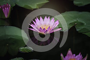 Beautiful pink purple waterlily or lotus flower in pond with reflecting on the water