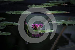 Beautiful pink purple waterlily or lotus flower in pond with reflecting on the water