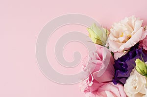Beautiful pink, purple and white eustoma flower lisianthus in full bloom with green leaves. Bouquet of flowers on pink
