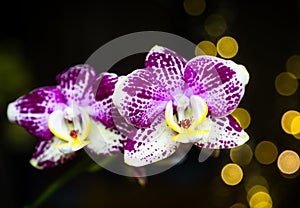 Beautiful pink purple white Phalaenopsis or Moth dendrobium Orchid flower in winter in home on black golden bokeh background.