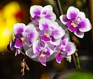 Beautiful pink purple white Phalaenopsis or Moth dendrobium Orchid flower in winter in home on black golden bokeh background.