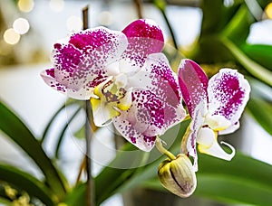 Beautiful pink purple white Phalaenopsis or Moth dendrobium Orchid flower in winter in home window tropical garden. Floral nature