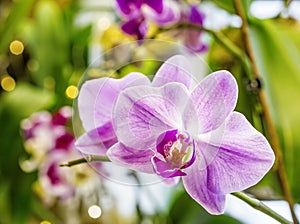 Beautiful pink purple white Phalaenopsis or Moth dendrobium Orchid flower in winter in home window tropical garden. Floral nature