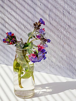 Beautiful pink and purple wood lungwort Pulmonaria officinalis in glass vase on white background with striped shadows