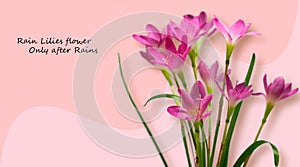 Beautiful Pink Rain Lilies flower over isolated background