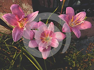 Beautiful pink Rain lily field, Zephyranthes grandiflora, Selective focus.