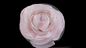 Beautiful pink ranunculus flower opening on black background, close up, timelapse, 4k. Wedding backdrop