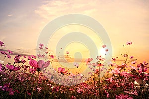 beautiful pink and red cosmos flower field with sunset