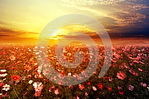 beautiful pink and red cosmos flower field with sunset.