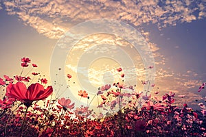 beautiful pink and red cosmos flower field with sunshine