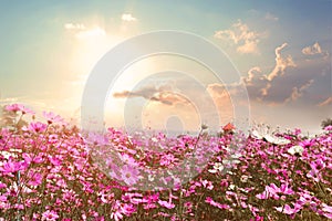 Beautiful pink and red cosmos flower field with sunshine