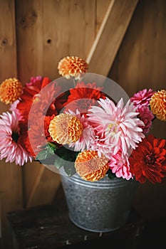 Beautiful pink and red dahlias and asters flowers in metal bucket on rustic wooden background. Autumn flowers bouquet. Fresh