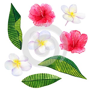 Beautiful pink red flowers hibiscus and white frangipani or plumeria. Hand drawn watercolor illustration. Isolated on white photo